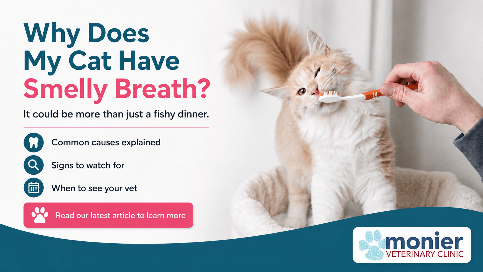 Why Does My Cat Have Smelly Breath? Why Does My Cat Have Smelly Breath?